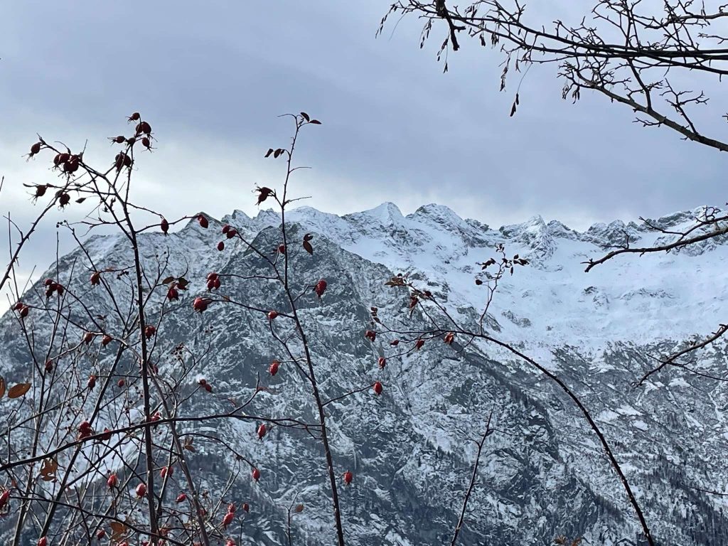 La rosa canina che artiglia i nostri vestiti (foto M. Comi)