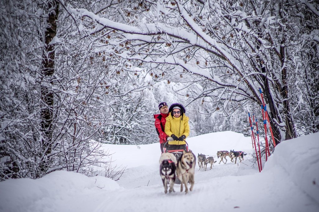 Sleddog | @ Dario Mazzoli, Red Photographic