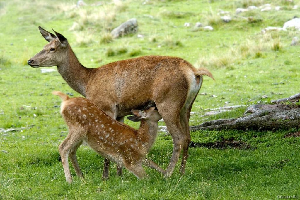Allattamento. In una situazione del genere bisogna rimanere molto distanti. @ Cesare Re