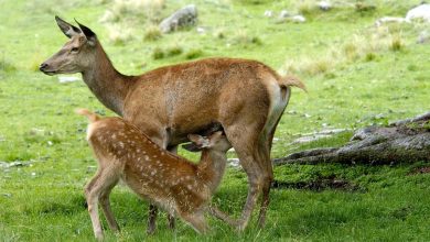 Allattamento. In una situazione del genere bisogna rimanere molto distanti. @ Cesare Re