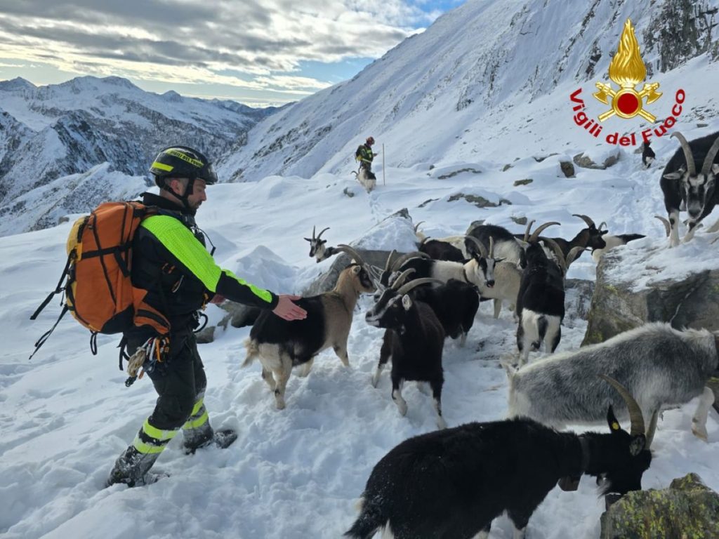 Il recupero delle capre disperse @ Vigili del Fuoco