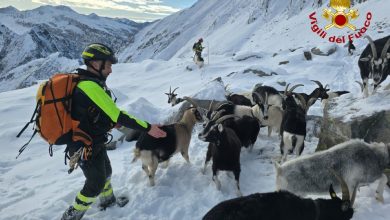 Il recupero delle capre disperse @ Vigili del Fuoco