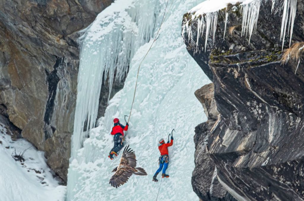 In questi mesi ghiaccisti e gipeti non possono coabitare @ Roberto Andrighetto