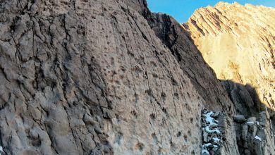 Una parte delle impronte appena rinvenute. Foto Elio Della Ferrera Arch. PaleoStelvio - PNS, MSNM, SABAP CO-LC -. APERTURA