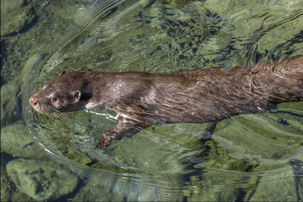Una lontra al Centro Acqua e Biodiversità di Rovenaud. Foto Enzo Massa Micon