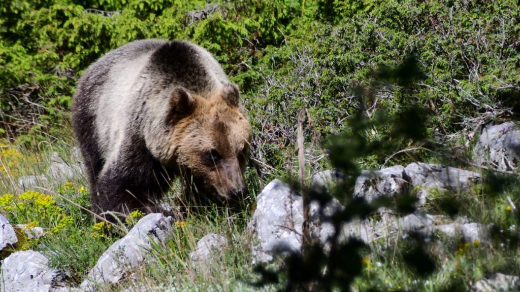 Un orso marsicano, foto Stefano Ardito