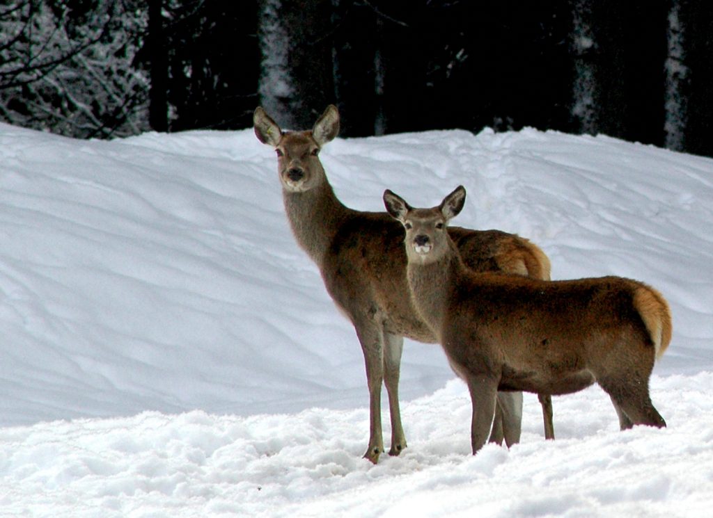 Cervi a Paneveggio, foto Stefano Ardito