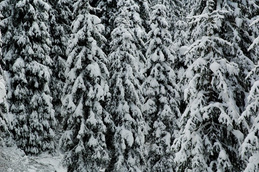 Foresta di Paneveggio, foto Stefano Ardito