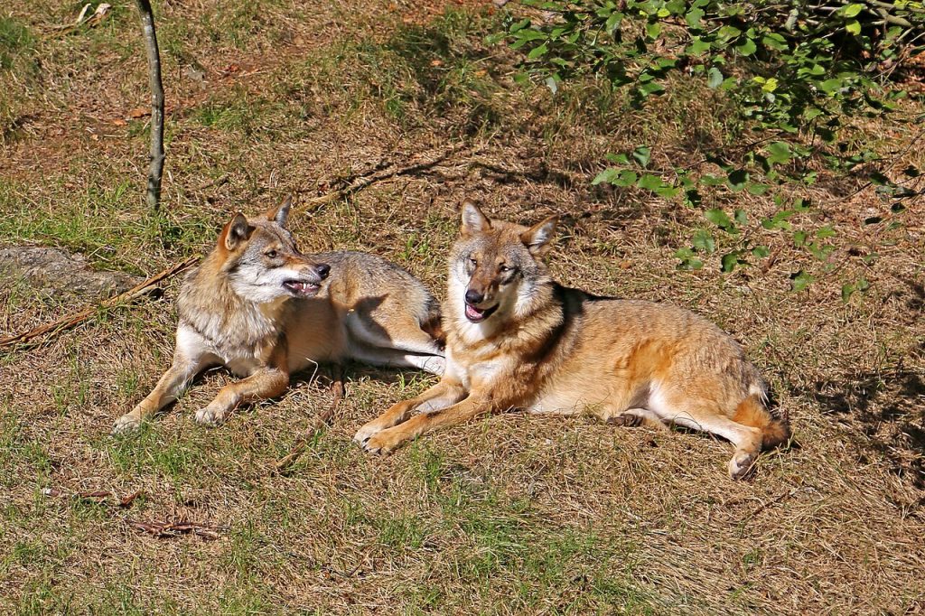 Lupi - Foto W. Bulach - Wikimedia Commons, CC BY-SA 4.0