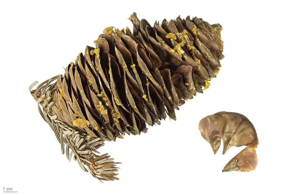 Pigna di abete bianco - Foto Roger Culos - Wikimedia Commons, CC BY-SA 3.0