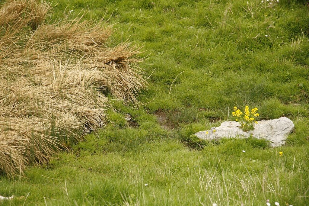 Pianta di Santa Barbara, Madonie - Foto Sikano - Wikimedia Commons, CC BY-SA 4.0