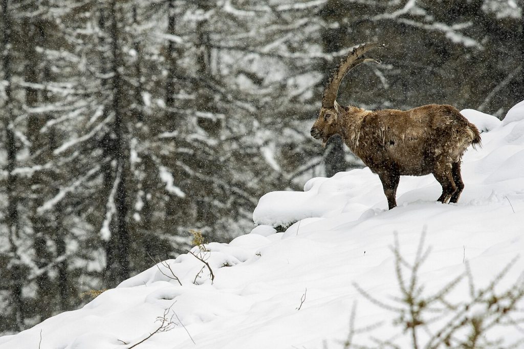 Stambecco nel PNGP - Foto Francesca Lo Manto - Wikimedia Commons, CC BY-SA 4.0