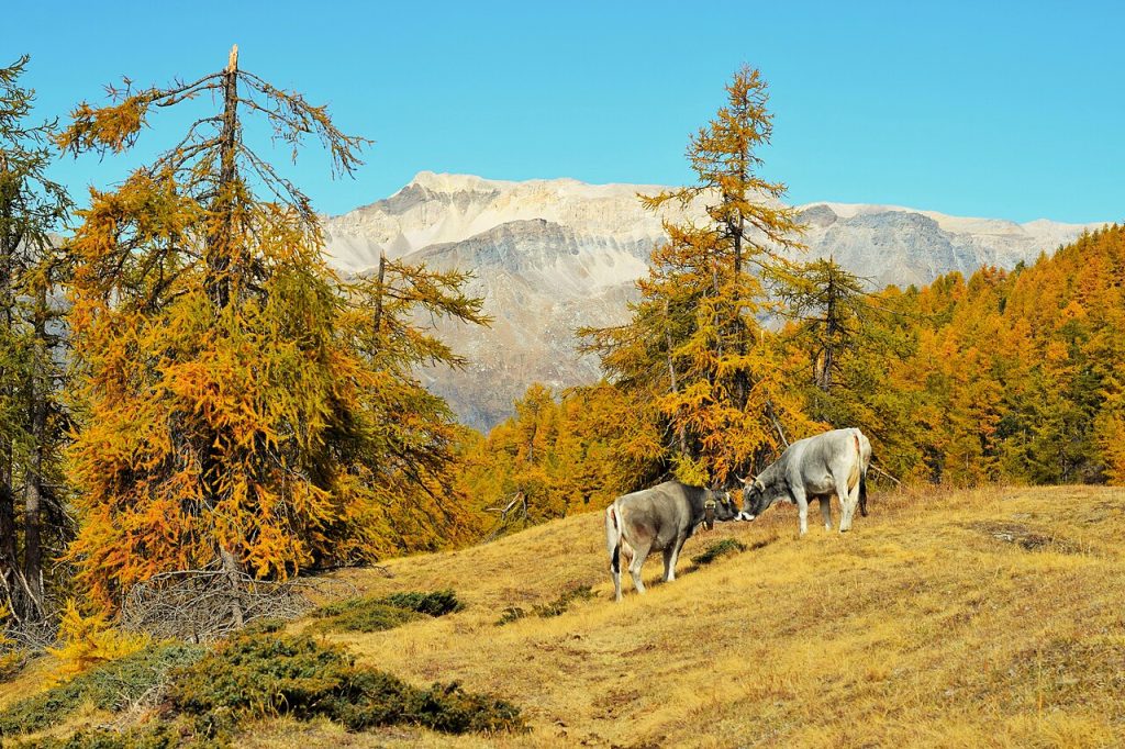 Parco Naturale Gran Bosco di Salbertrand - Foto Erikaporreca - Wikimedia Commons, CC BY-SA 4.0