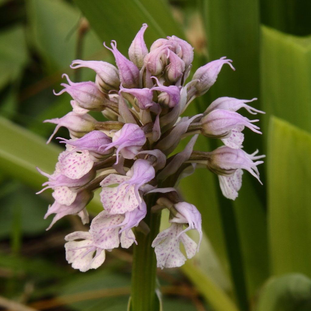 Orchis conica, Madonie - Foto Luis nunes alberto - Wikimedia Commons, CC BY-SA 3.0