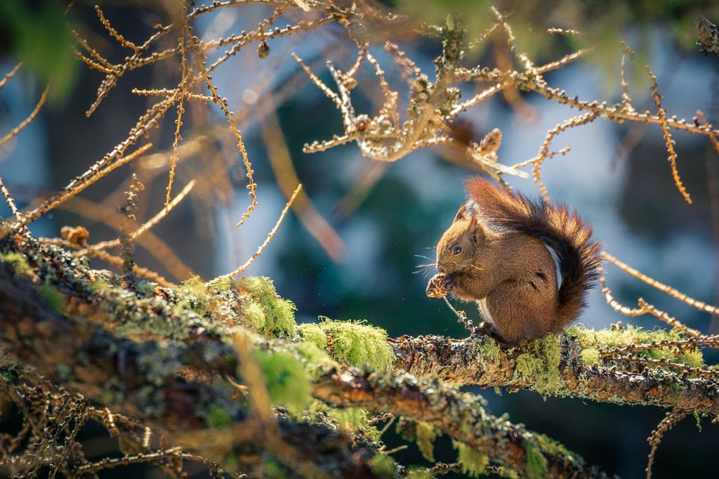 Scoiattolo rosso nel PNGP - Foto Vittorio Morletto - Wikimedia Commons, CC BY-SA 4.0