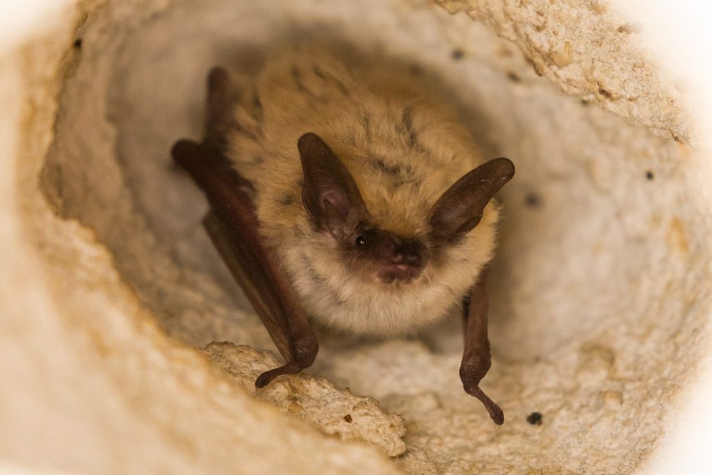Myotis emarginatus - Foto Ezra Sheyner - Wikimedia Commons, CC BY-SA 4.0