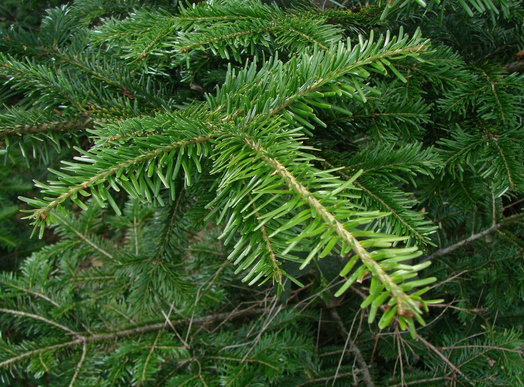 Abies alba - Foto  Vassil - Wikimedia Commons, Public domain