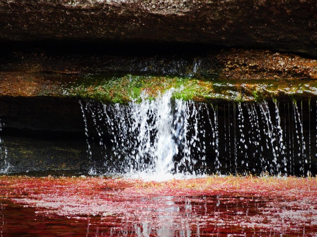 Caño Cristales - Foto Ricardo Gonzalez Arangol - Wikimedia Commons,  CC BY 4.0