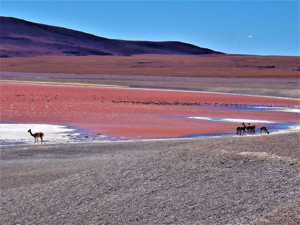 Laguna colorada - Foto Karenrek - Wikimedia Commons, CC BY-SA 4.0