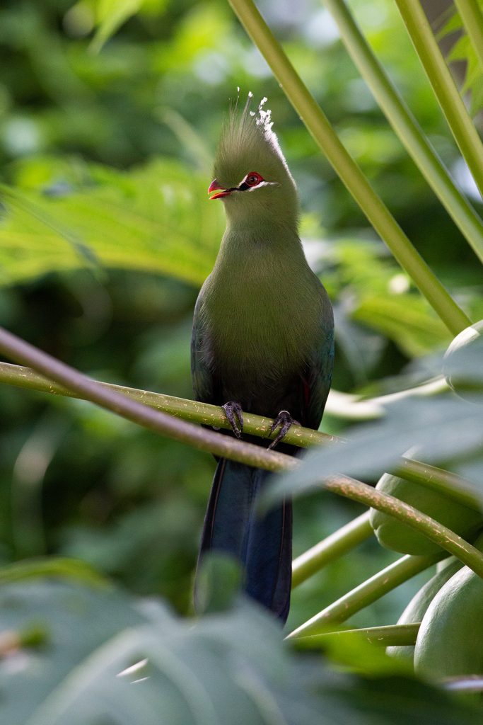 Turaco di livingstone 2 nella serra tropicale del MUSE. Foto archivio MUSE
