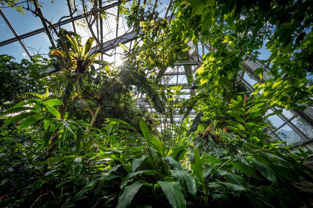 La serra tropicale del MUSE. Foto Archivio MUSE