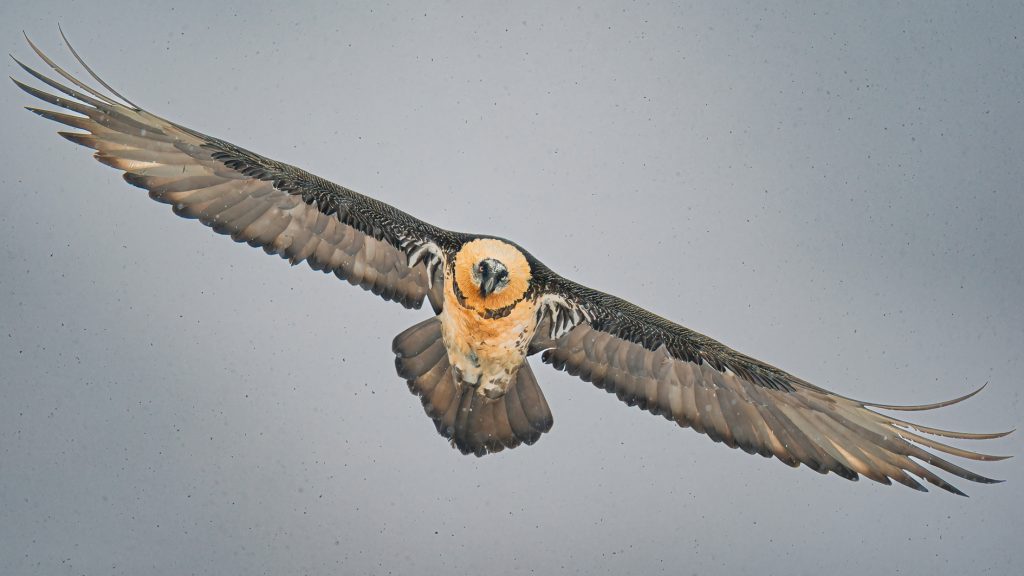Gipeto in volo. Foto Facebook Parco Nazionale Gran Paradiso/Mario Monfrini