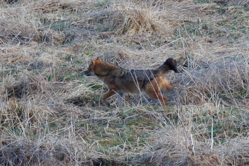 Sciacallo dorato - Foto Tita Lorenza Fain