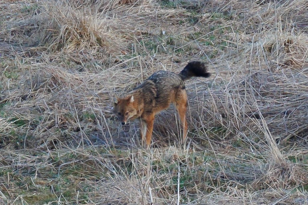 Sciacallo dorato - Foto Tita Lorenza Fain