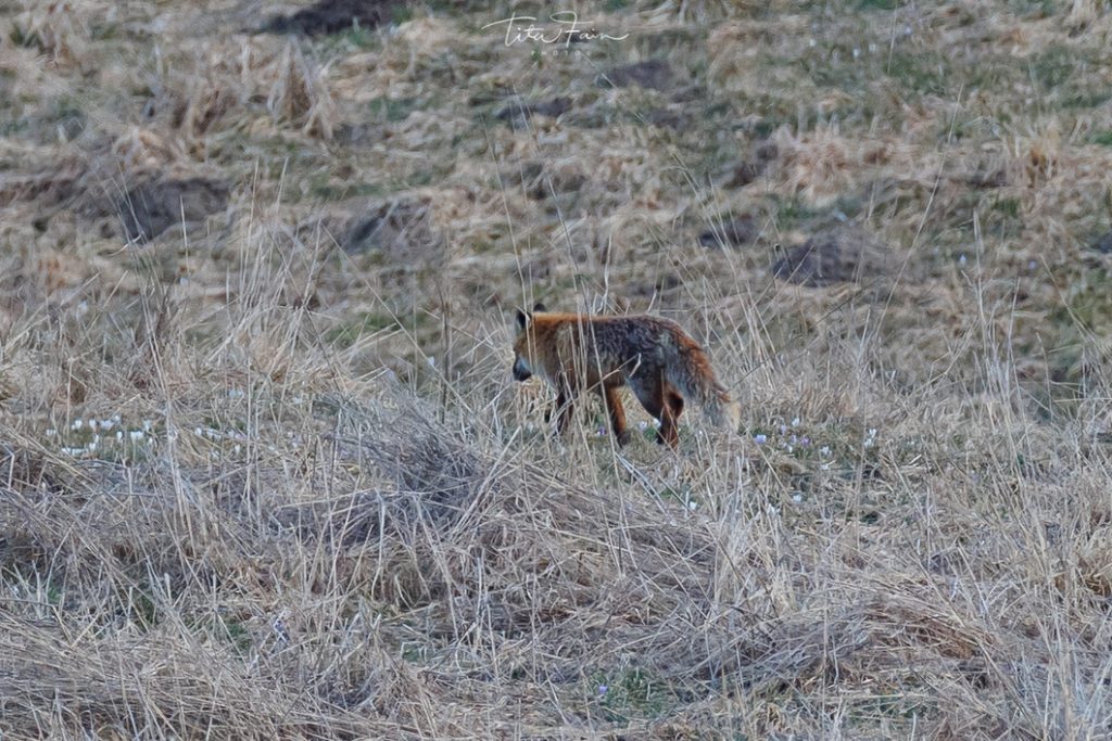 Sciacallo dorato - Foto Tita Lorenza Fain