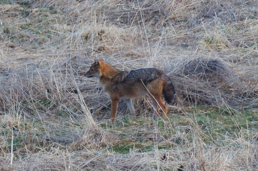 Sciacallo dorato - Foto Tita Lorenza Fain
