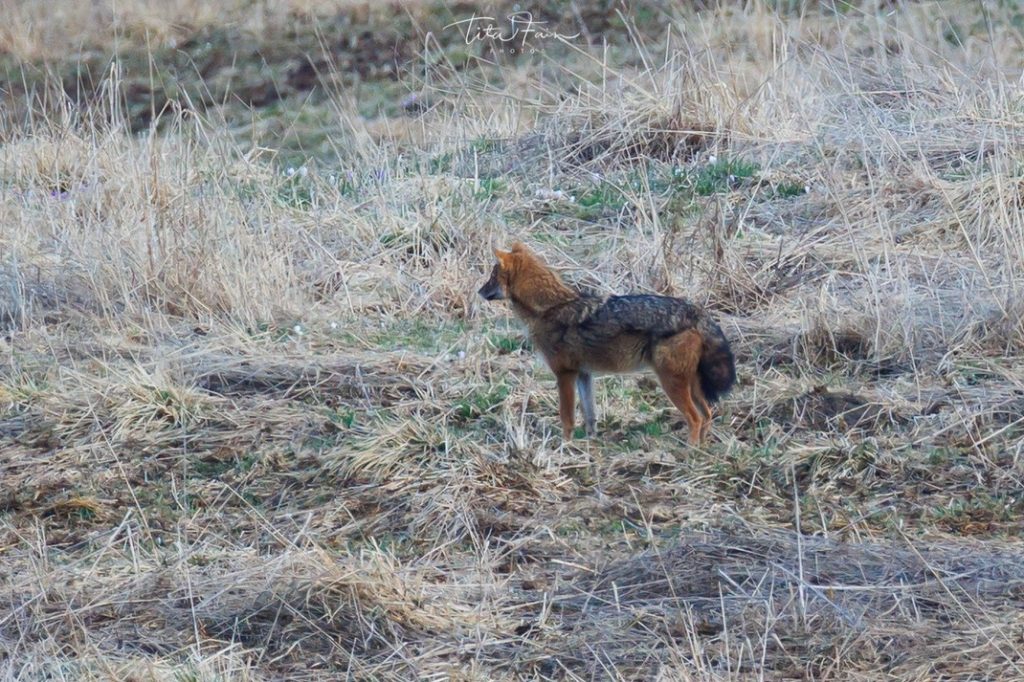 Sciacallo dorato - Foto Tita Lorenza Fain