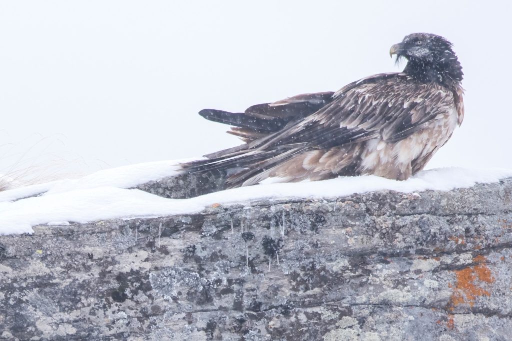 Gipeto. Foto Facebook Parco Nazionale Gran Paradiso/Luca Fassio