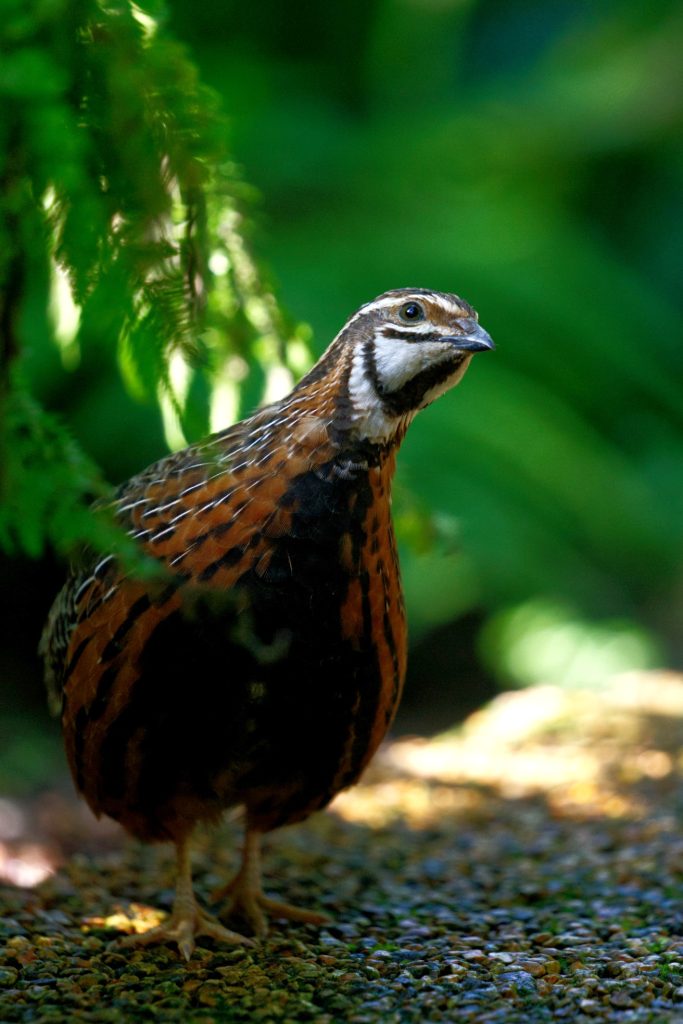 Coturnix delegorguei (quaglia arlecchino) nella serra tropicale del MUSE. Foto archivio MUSE
