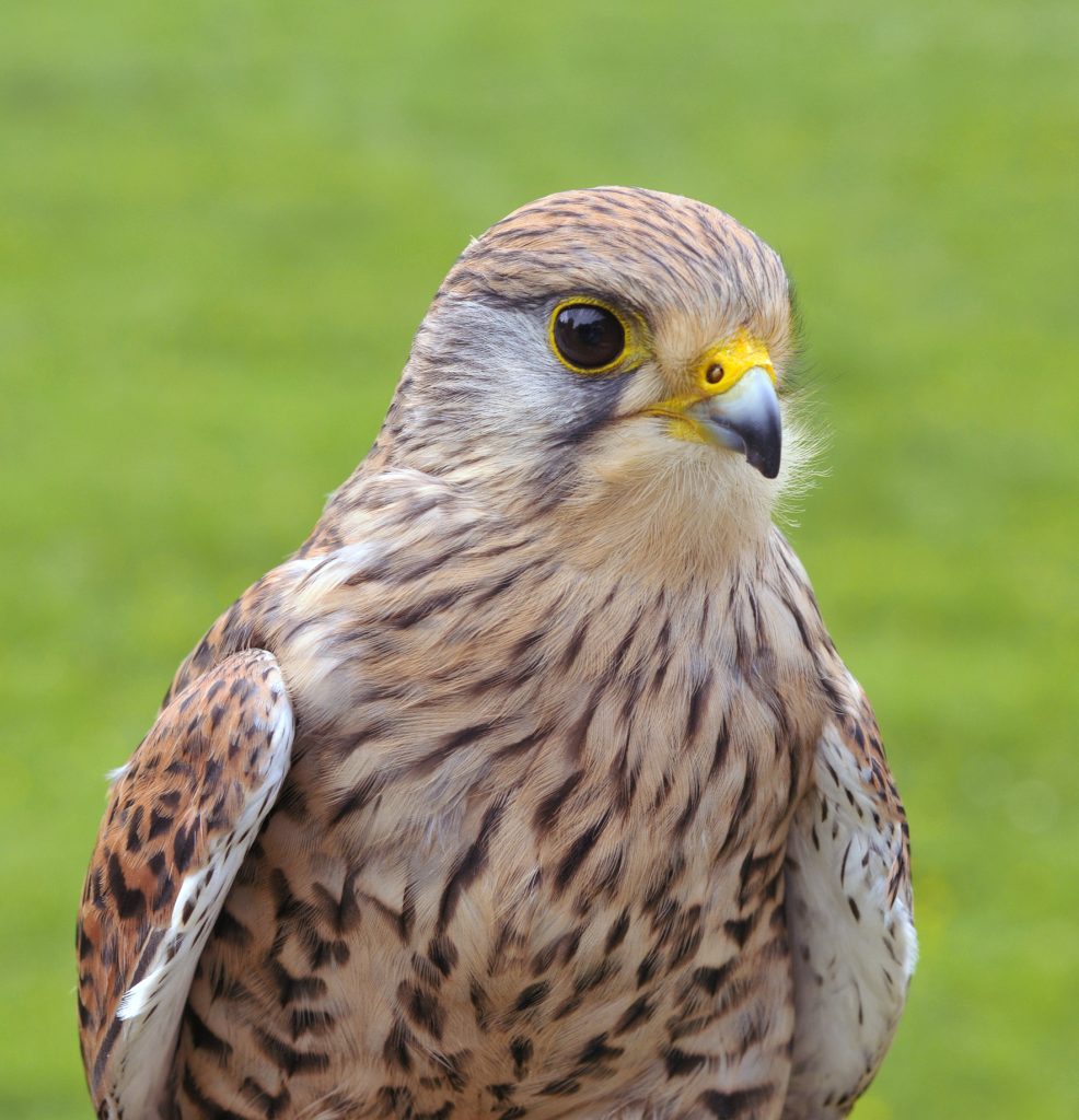 Un gheppio comune. Foto Wikimedia Commons