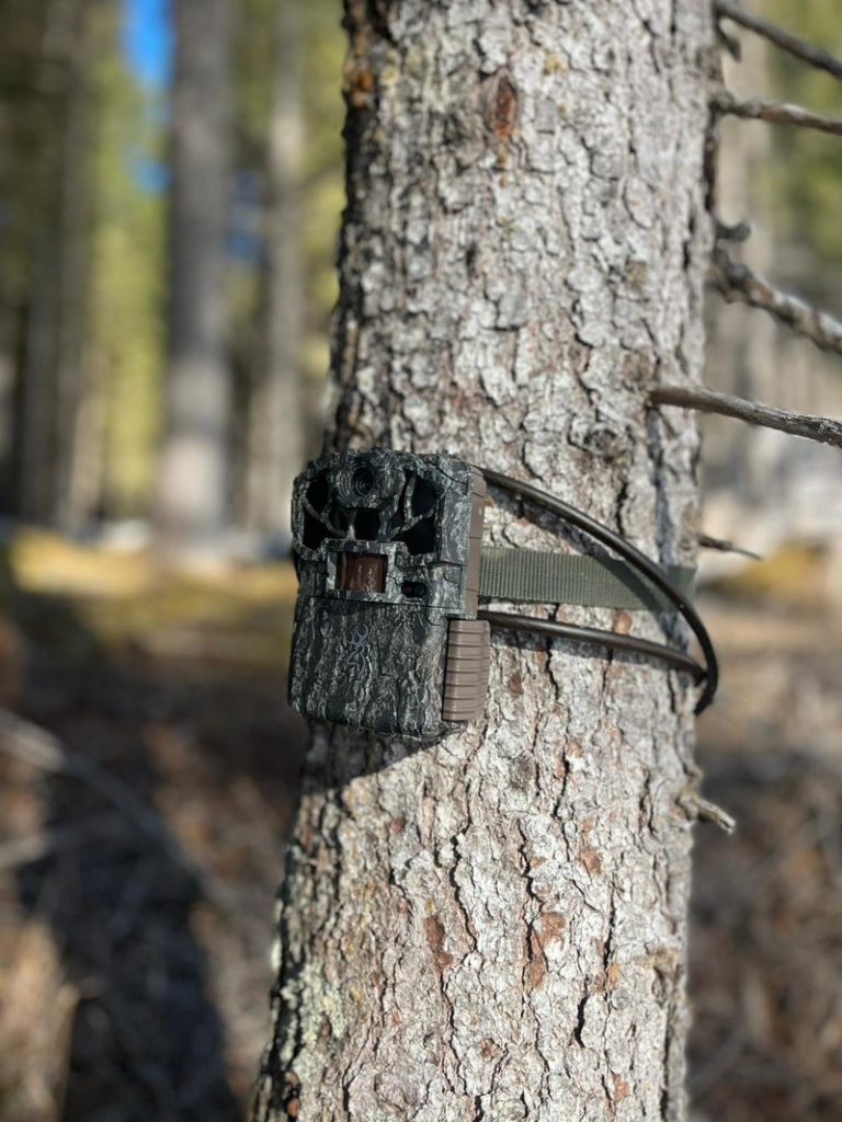 Fototrappola - Foto USP/Ufficio Gestione fauna selvatica, caccia e pesca