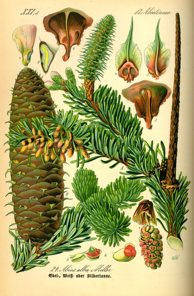Scheda Abies Alba - Foto Walther Otto Müller - Prof. Dr. Otto Wilhelm Thomé Flora von Deutschland, Österreich und der Schweiz 1885, Gera, Germany. Permission granted to use under GFDL by Kurt Stueber. www.biolib.de - Wikimedia Commons, Public Domain
