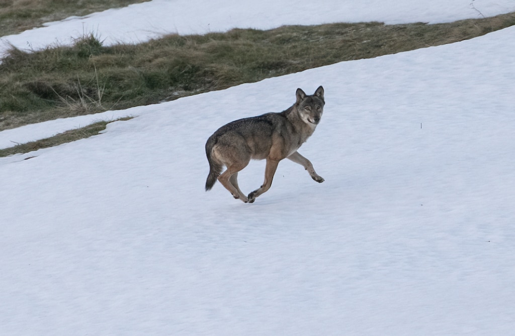 Lupo - Foto Paolo - Wikimedia commons, CC BY 4.0