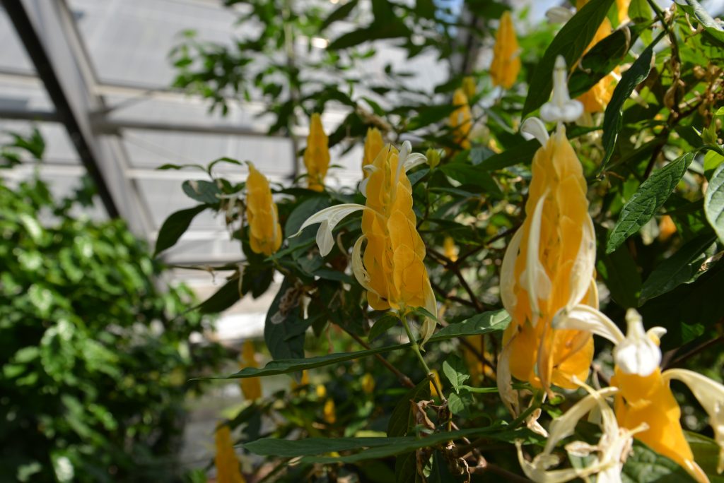 La serra tropicale del MUSE. Foto Archivio MUSE