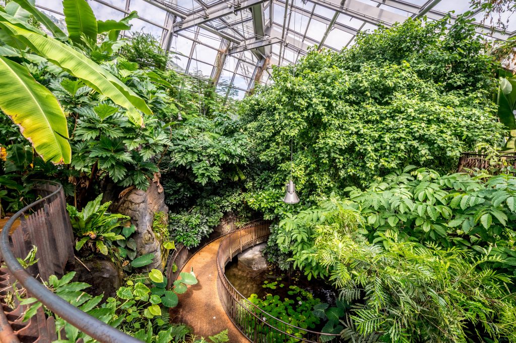 La serra tropicale del MUSE. Foto Archivio MUSE