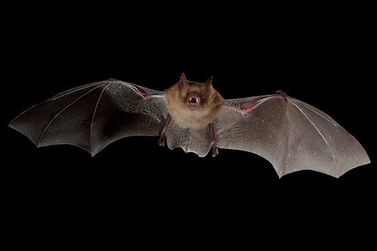 Myotis emarginatus - Foto C. Robiller / www.naturlichter.de - Wikimedia Commons, CC BY-SA 3.0