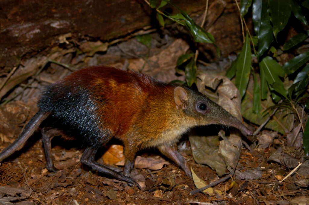 Rhynchocyon udzungwensis. Foto Francesco Rovero