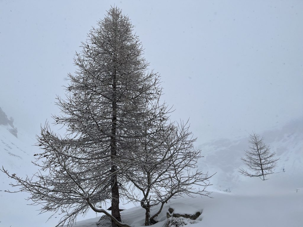 La nevicata al Rifugio Selleries (Torino). Foto Facebook rifugio Selleries
