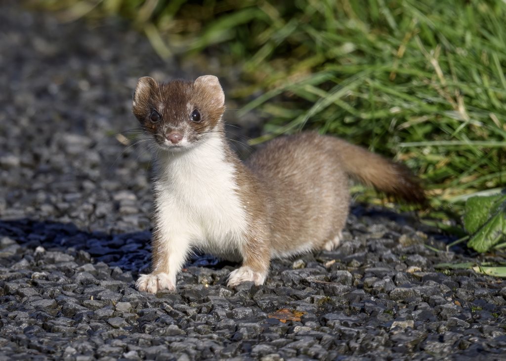 Ermellino. Wikimedia Commons