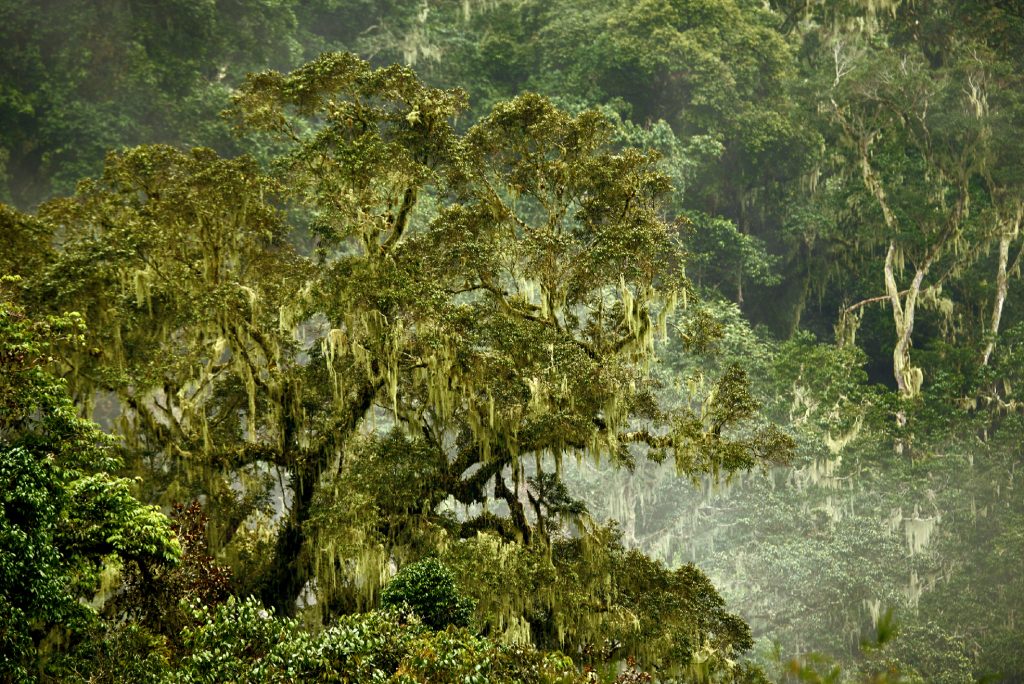 Vista dell'ambiente dei Monti Udzungwa. Foto Menegon