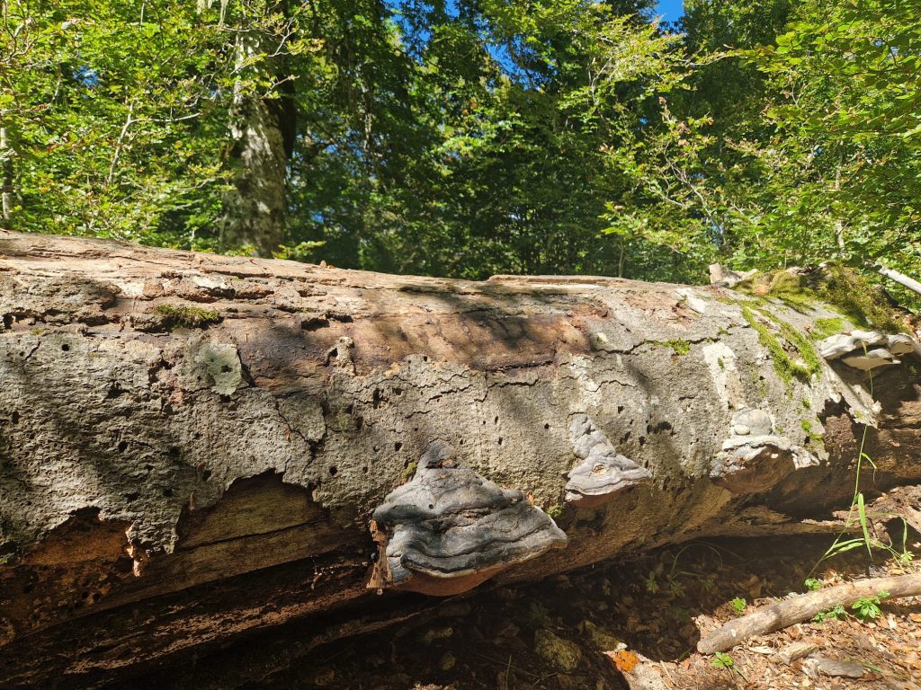 Faggeta vetusta - Foto Tatiana Marras
