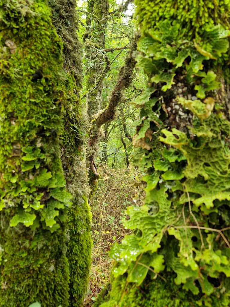 Foresta vetusta di Moricento, PNALM - Foto Tatiana Marras