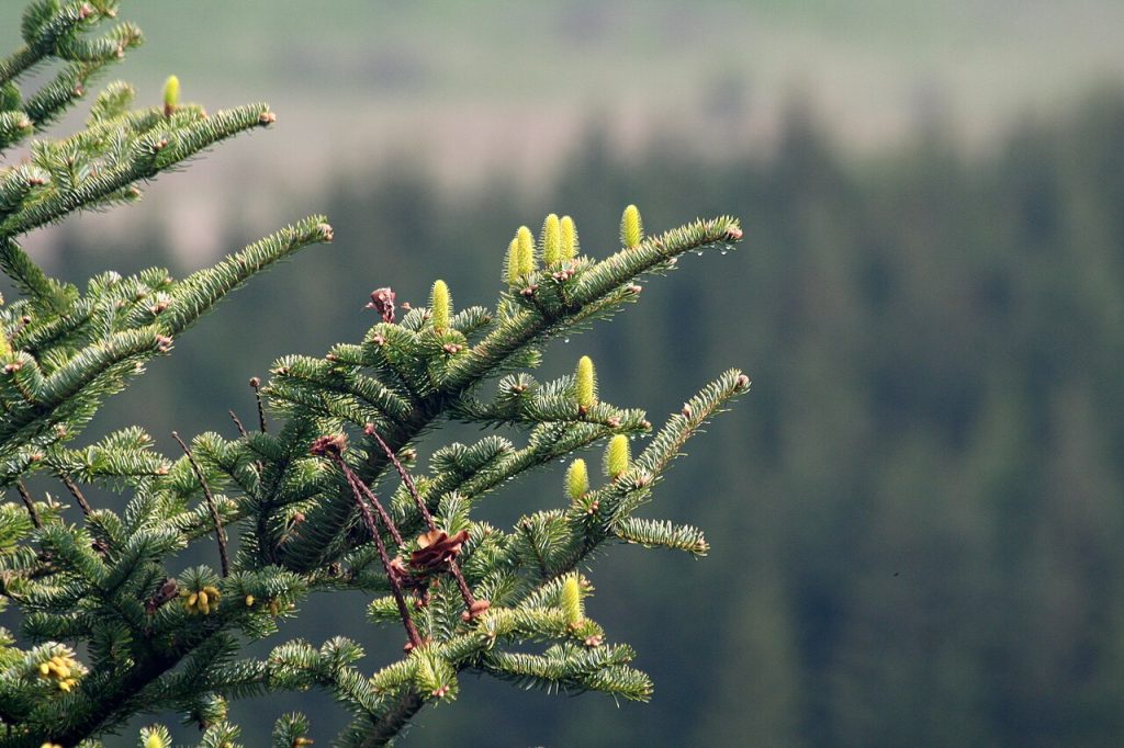 abies alba, abetina di rosello, bosco vetusto