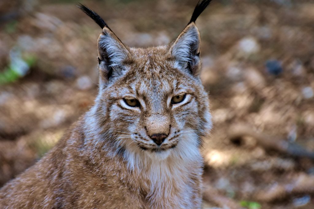 Lince - Foto di Alexa da Pixabay