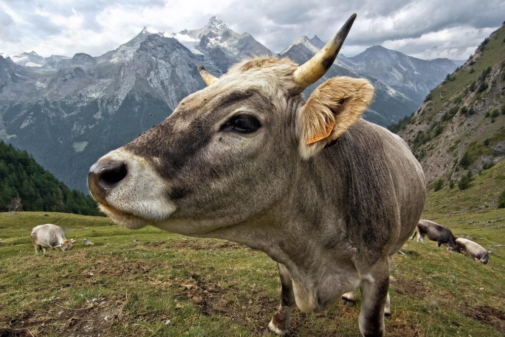 Vacche in alpeggio. Foto Pixabay