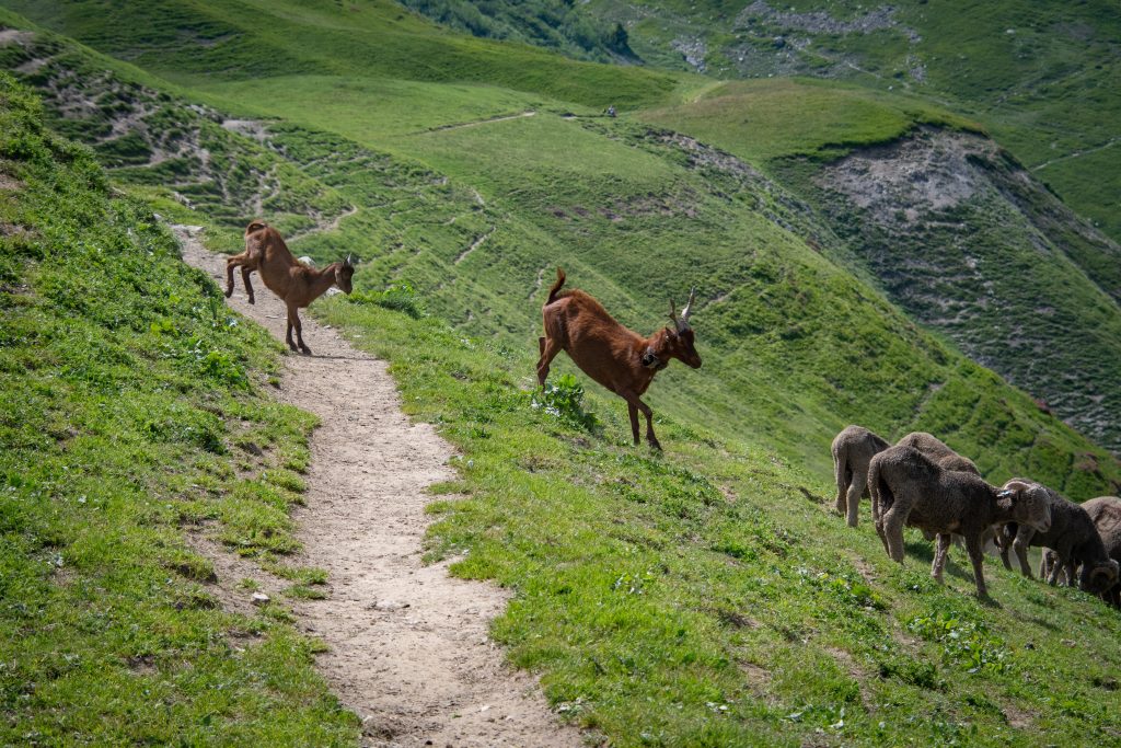 Pecore e capre - Foto di Freddy da Pixabay